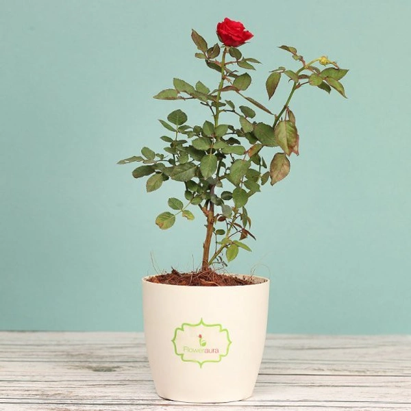 Rose Plant