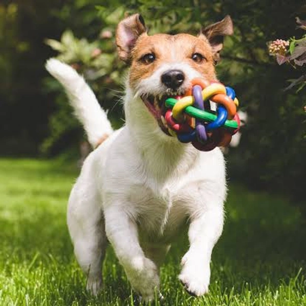 Toys & Accessories for pets