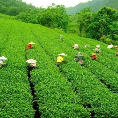 Ooty Tea 