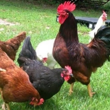 Local Chicken