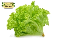 Lettuce (Salad Patta - सलाद पत्ता) - 1 KG