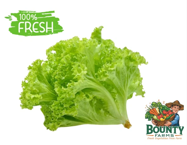 Lettuce (Salad Patta - सलाद पत्ता) - 1 KG