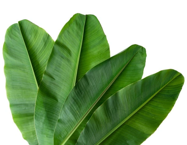 Banana Leaf 5pc