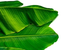 Banana Leaf 5pc