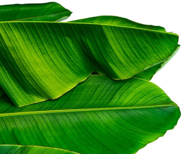 Banana Leaf 5pc