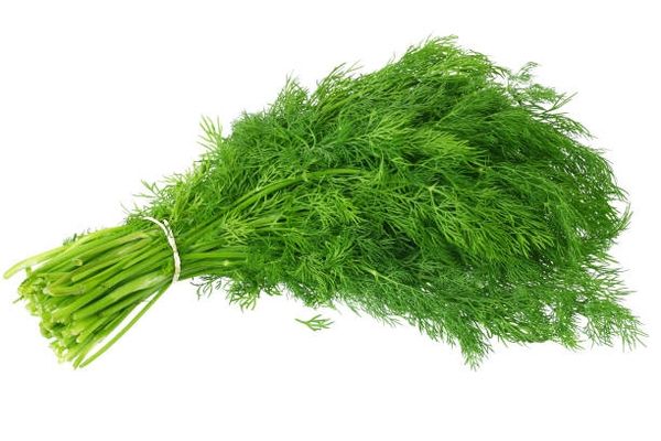 Sabaki (Dill Leaves)-With Roots