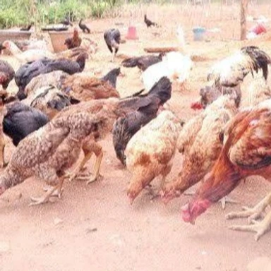 Poultry Products