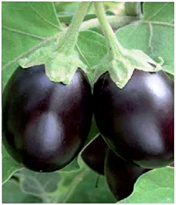 Baingan_1kg