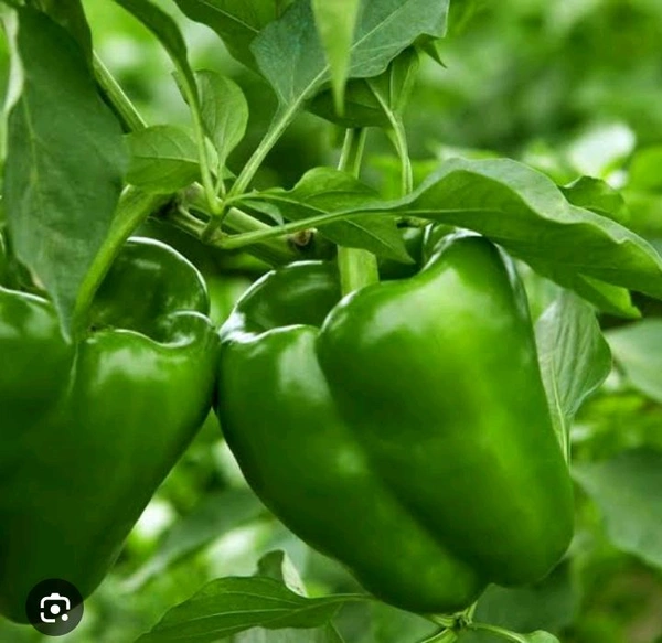 Shimla Mirch_250grams