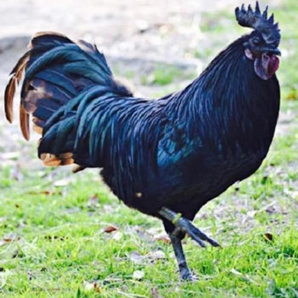 Kadaknath Live (କଡ଼କନାଥ କୁକୁଡ଼ା) - 