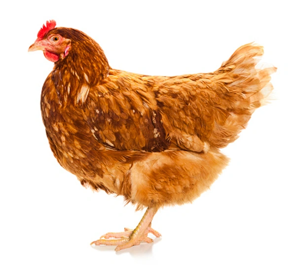 FFG Colour Broiler Live