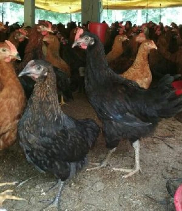 Banraj Desi Chicken Live (ବନରାଜ ଦେଶୀ କୁକୁଡ଼ା)
