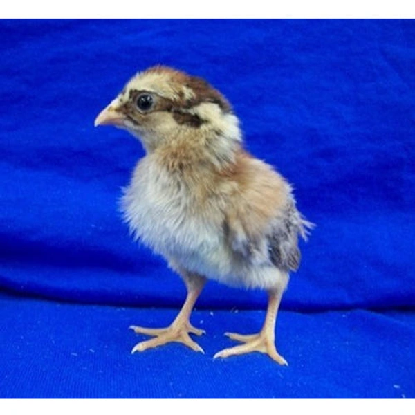 Desi Sonali Chicks (ଦେଶୀ ସୋନାଲି ଚିଆଁ) - 1 DAY OLD