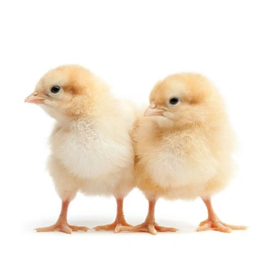 Chicks