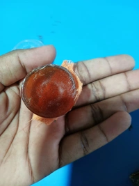 Violin Bow Rajon - Mexican Red