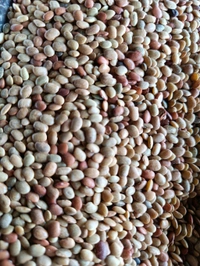 Horsegram / Kulti - 250g