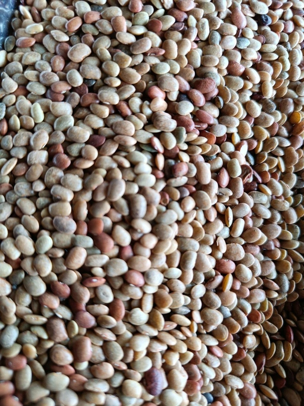 Horsegram / Kulti - 250g