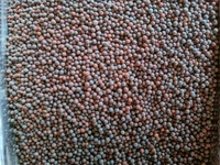 Rai  - 100g