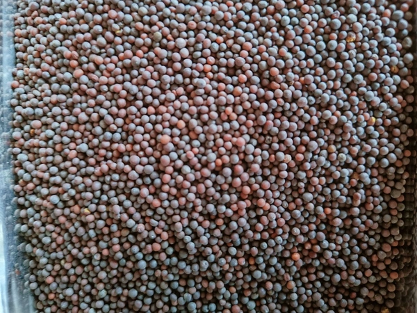 Rai  - 100g