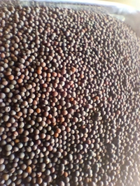 Rai  - 100g