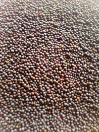 Rai  - 100g