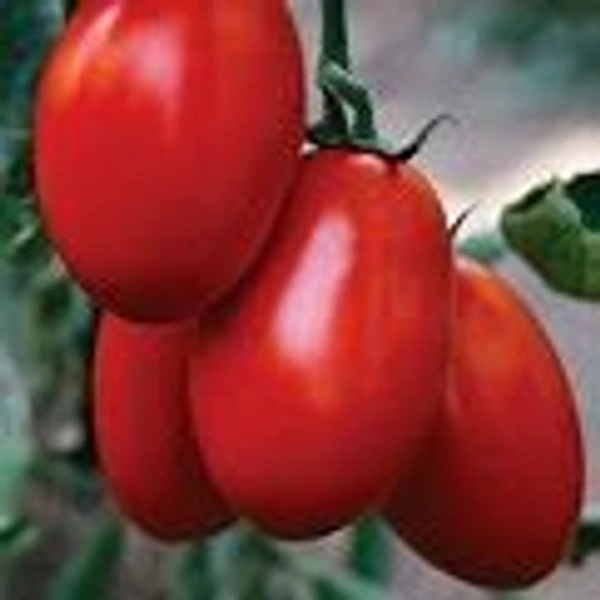 Tomato Hybrid 500 Gm 