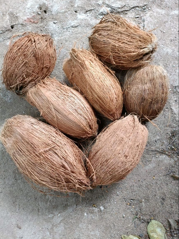 A Grad Whole Havan Dry  Coconut( 1 Pcs)