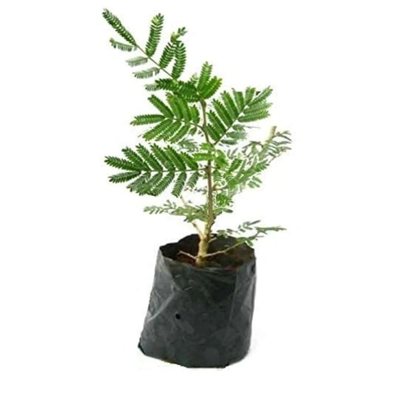 Shami Patra ,Sami Plant