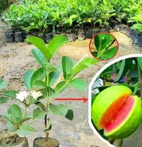 Taiwan Pink Guva 