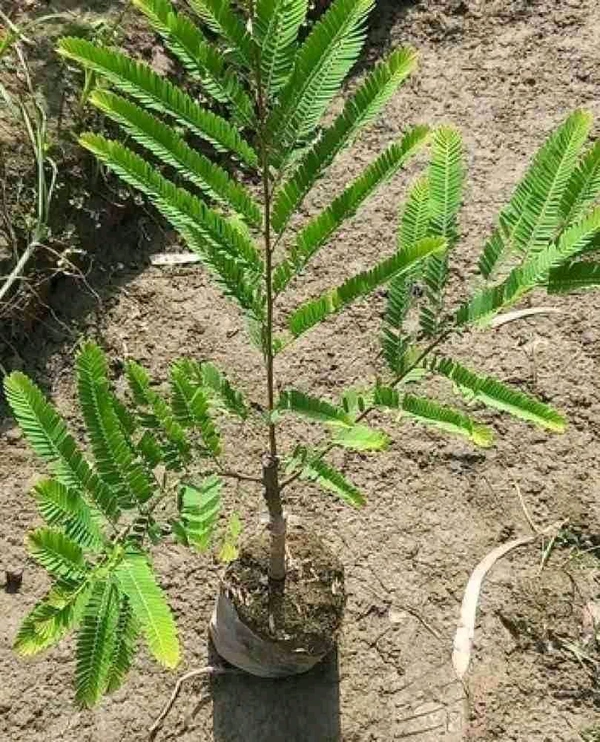 Kalmi Amla Plant 