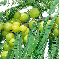 Kalmi Amla Plant 