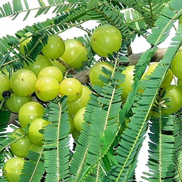 Kalmi Amla Plant 