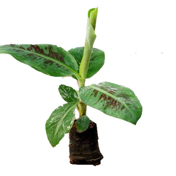 Banana G9 Plant 