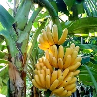 Banana G9 Plant 