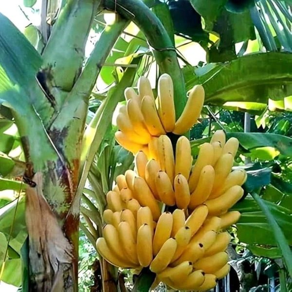 Banana G9 Plant 