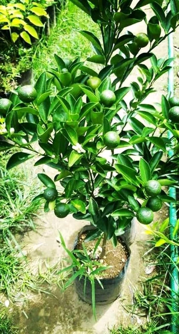 Greenery Nursury Kumquat Lemon Plant 
