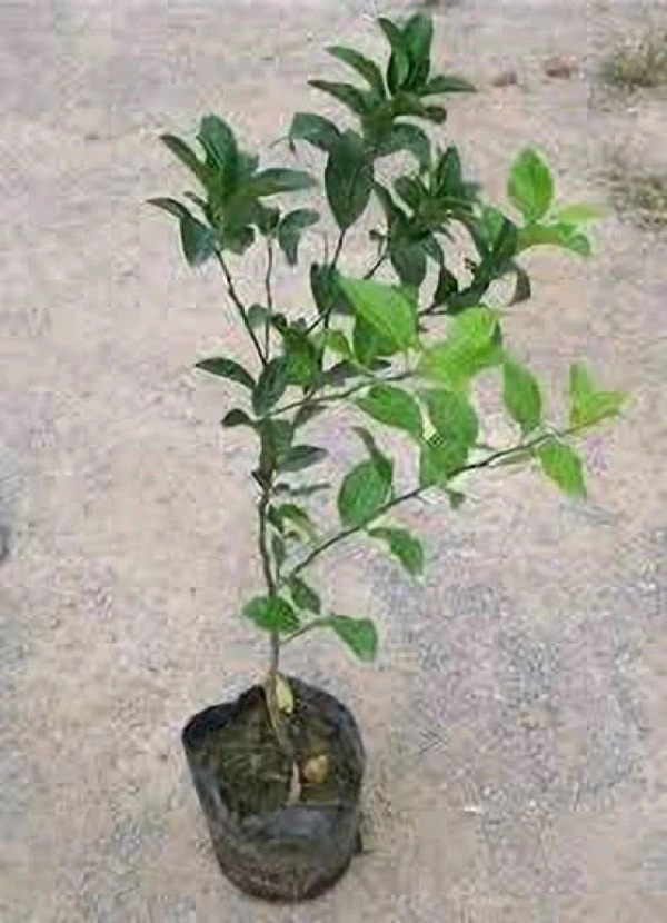 Baramasi Kagzi Lemon Plant