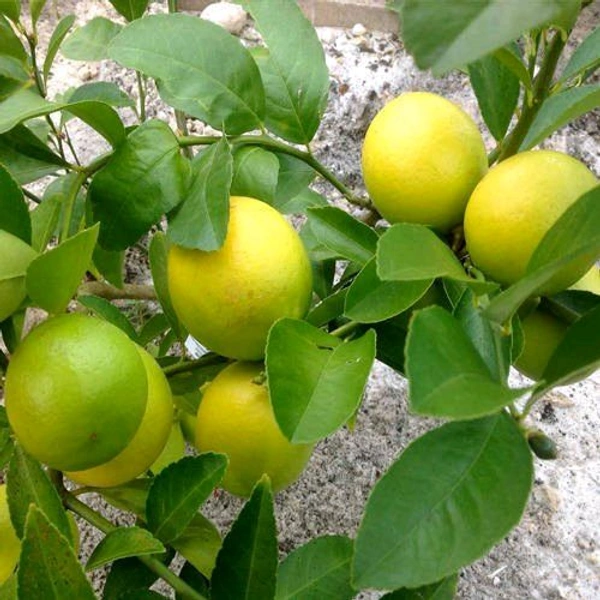 Baramasi Kagzi Lemon Plant