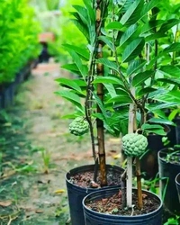 Sharifa Plant (Sitaphal ) Hb 