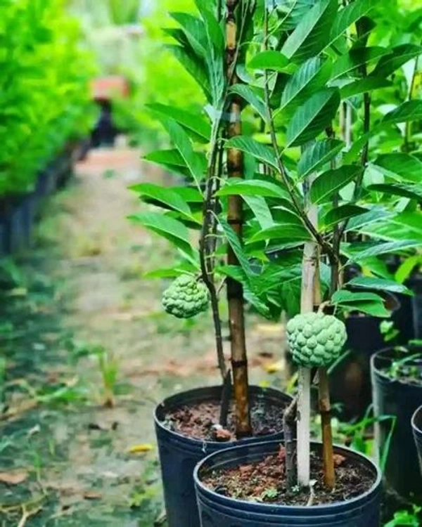 Sharifa Plant (Sitaphal ) Hb 