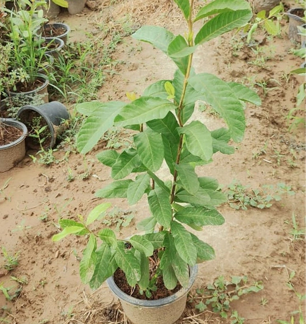 Delicious Red Diamond Guava Plants 