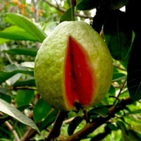 Delicious Red Diamond Guava Plants 