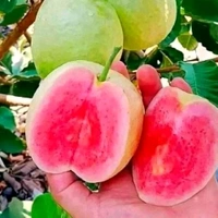 Delicious Red Diamond Guava Plants 