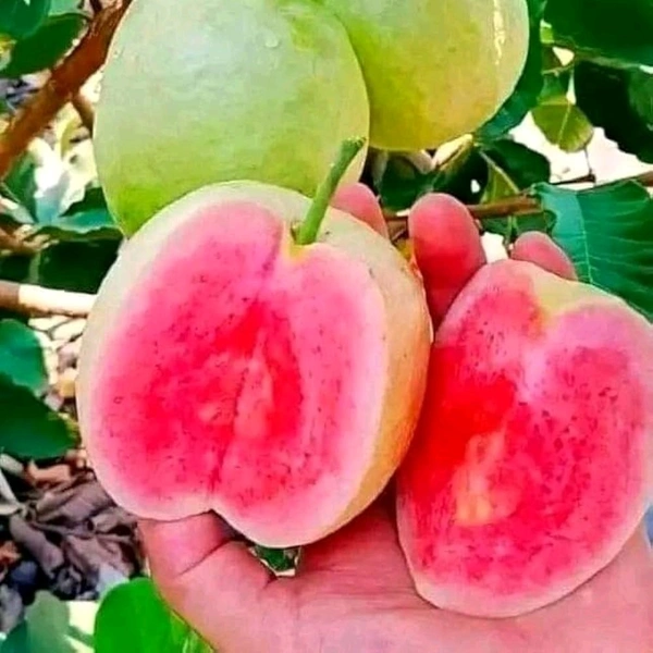 Delicious Red Diamond Guava Plants 