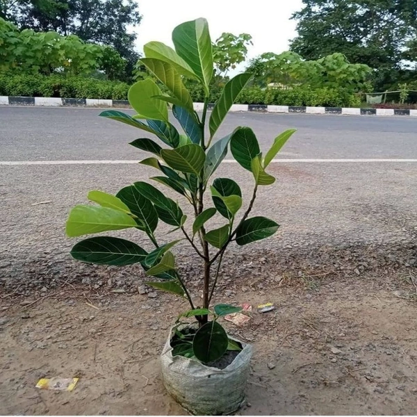 Jackfruit Tree Plant (Kathal )Hb