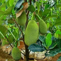 Jackfruit Tree Plant (Kathal )Hb