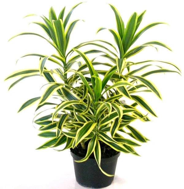 Dracaena Song Of India Plant
