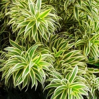 Dracaena Song Of India Plant
