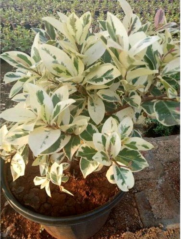 Ficus Safari Plant 