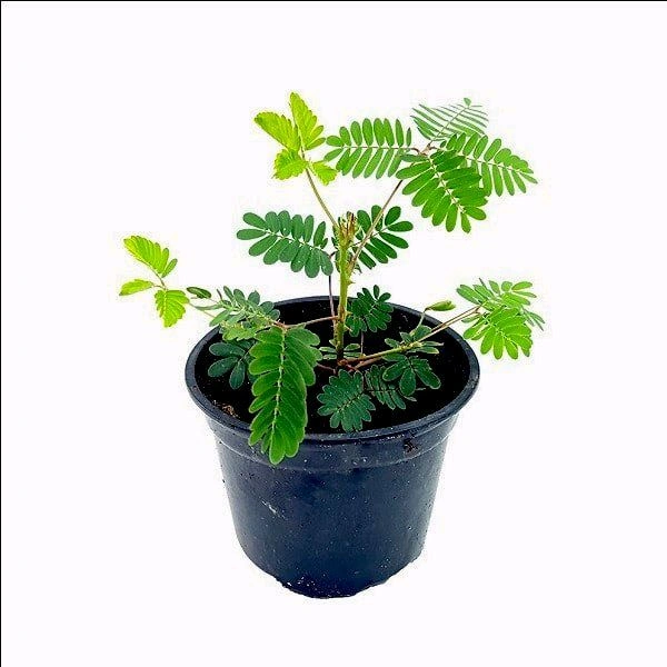 Mimosa Pudica  ( Touch Me Not ) 